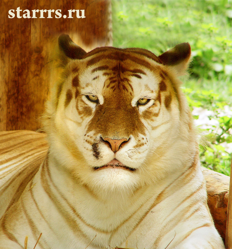 tigr_zhyoltyy_zemlyanoy_tiger_yellow_earth