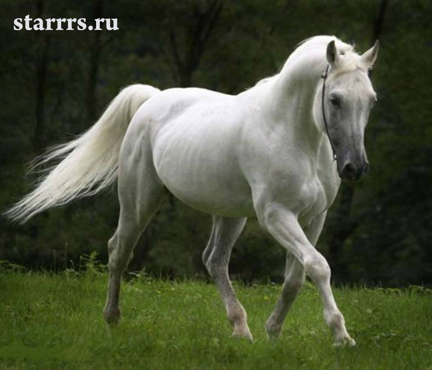 loshad_belaya_metallicheskaya_horse_white_metal