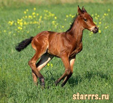 rebyonok_loshad_child_horse