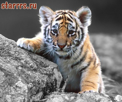 rebyonok_tigr_child_tiger