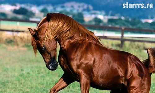 Конь, зороастрийский гороскоп